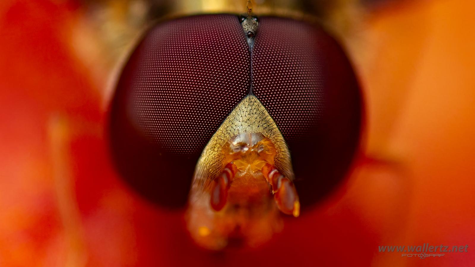 Flower Fly eyes (Blomfluga ögon) 