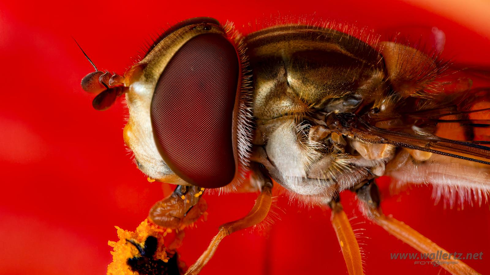 Flower Fly eyes (Blomfluga ögon) 