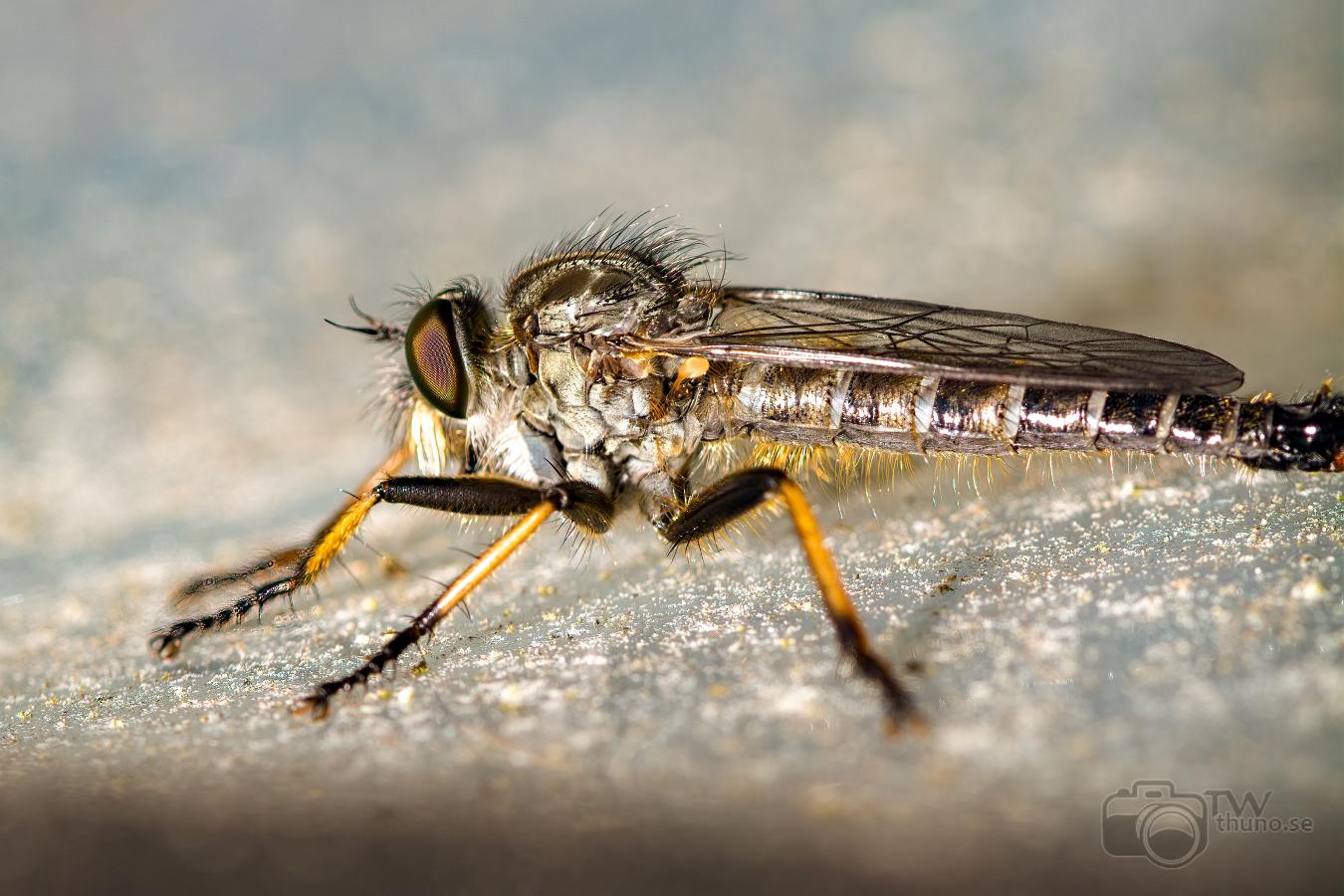 Robberyfly (Rovfluga) Asilidae