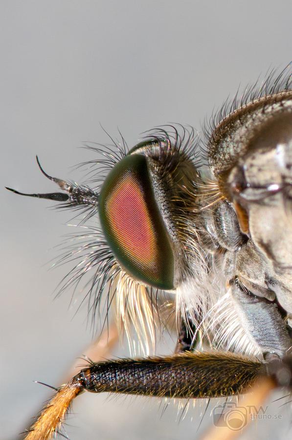 Robberyfly (Rovfluga) Asilidae