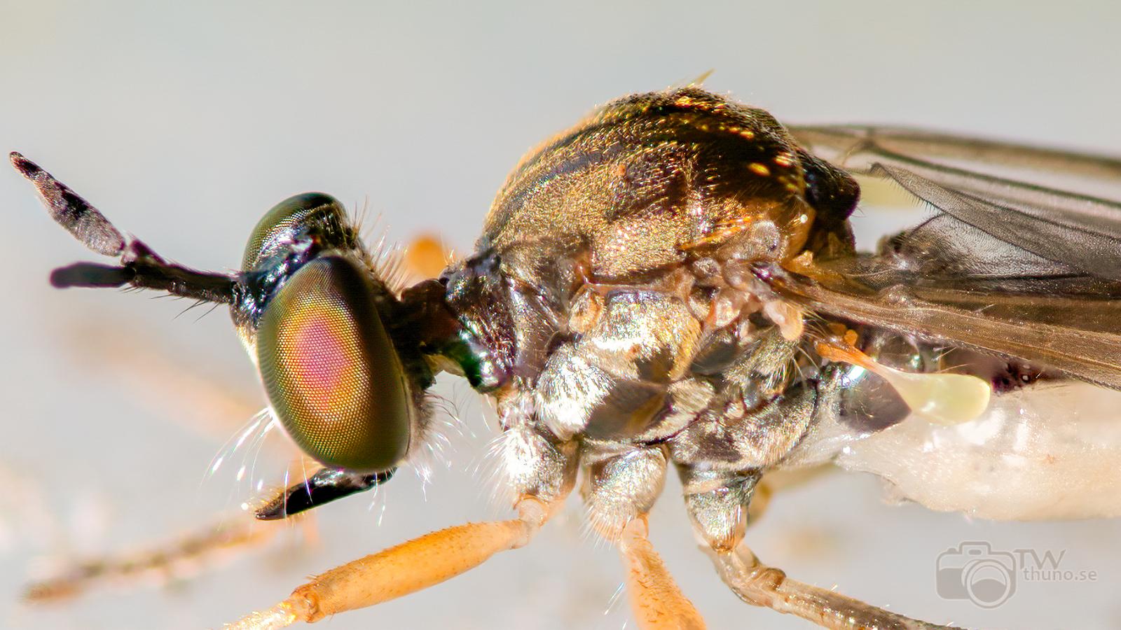 Robberyfly (Rovfluga) Asilidae