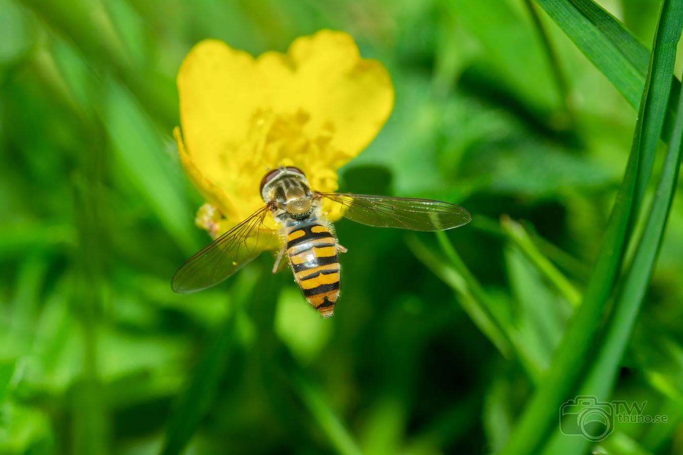 The marmalade hoverfly (Flyttblomfluga) Episyrphus balteatus