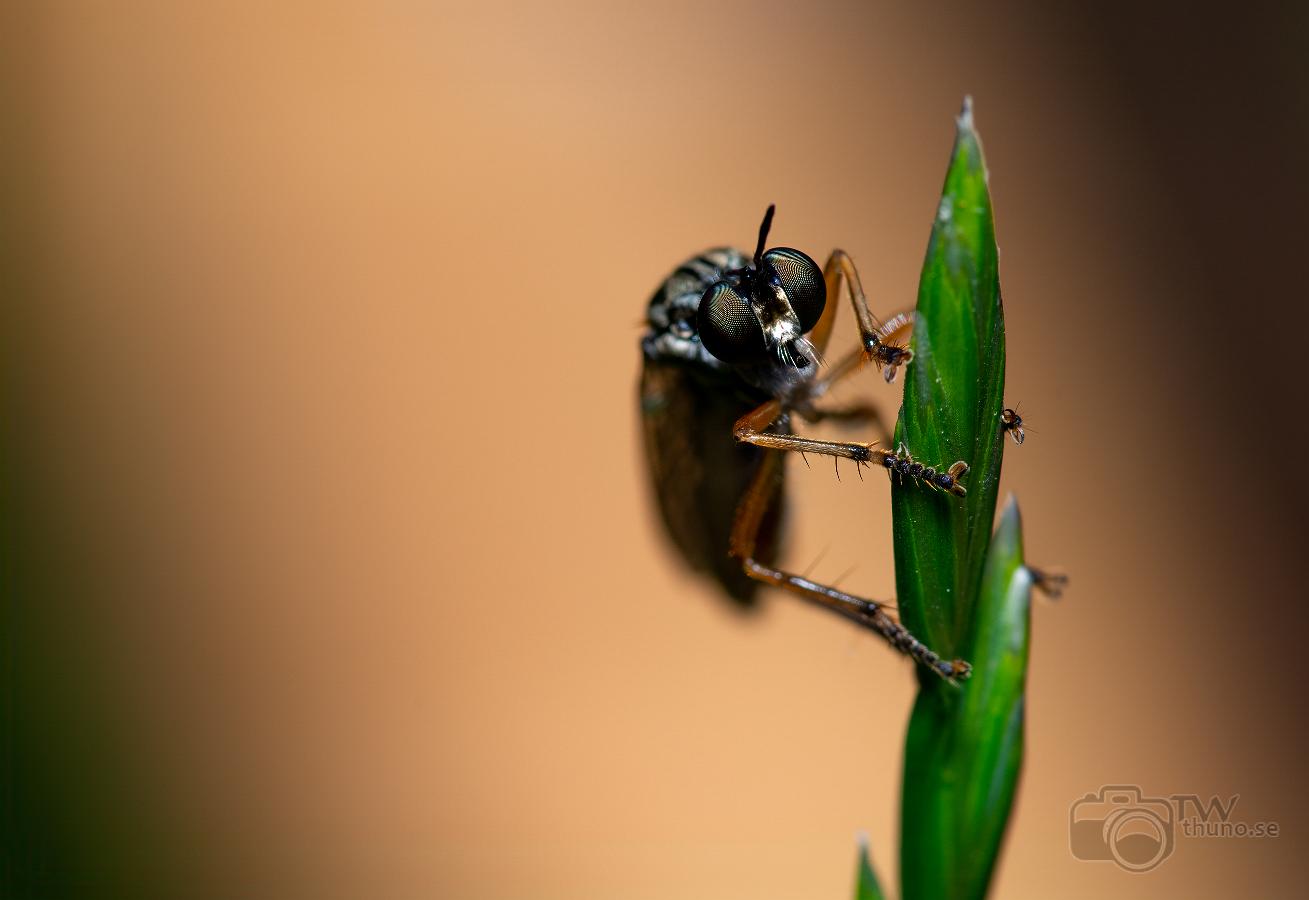 Robberyfly (Rovfluga) Asilidae