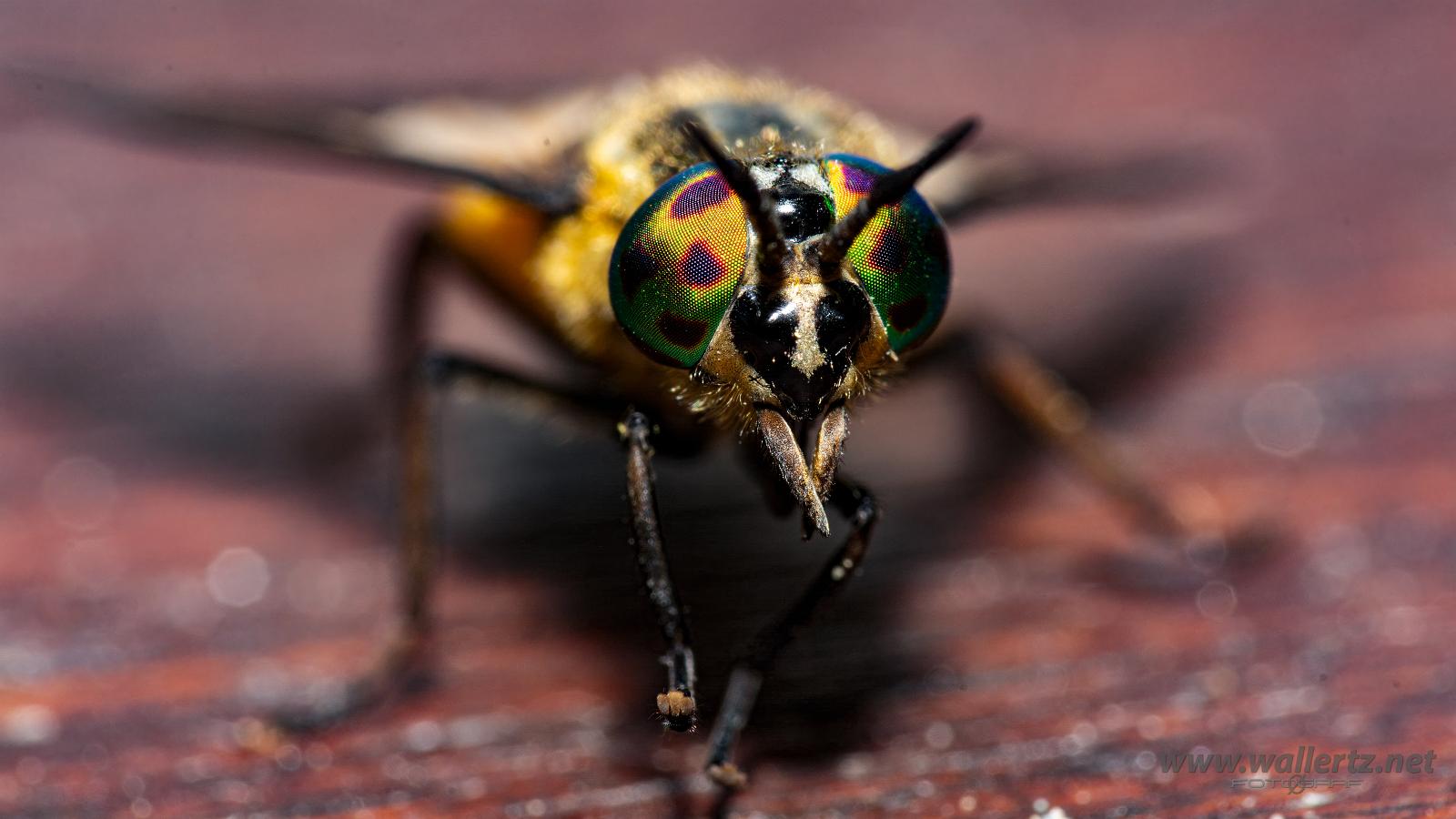 Horse fly (Broms) Chrysops viduatus