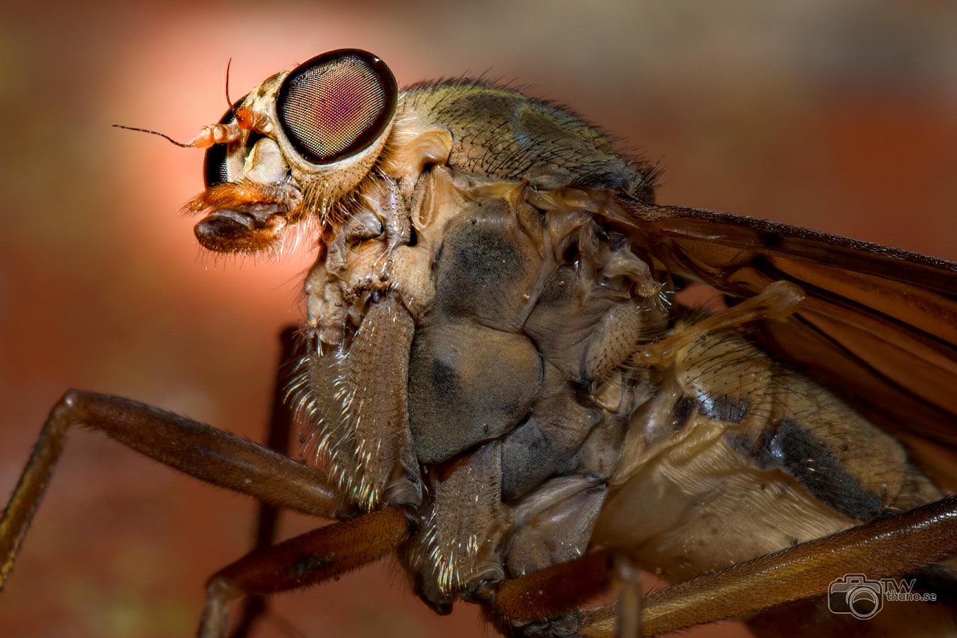 Downlooker snipefly