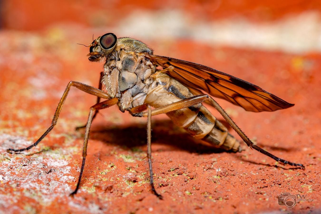 Downlooker snipefly Rhagio scolopaceus