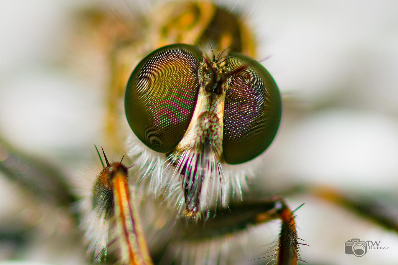 Robberyfly (Rovfluga) Asilidae