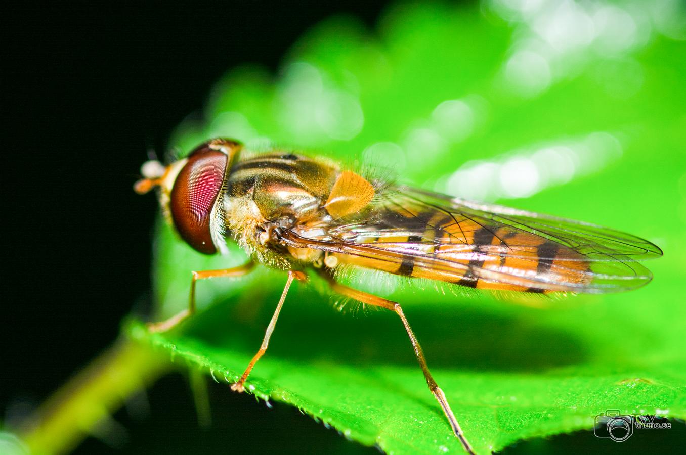 Marmalade Hoverfly ( Flyttblomfluga) Episyrphus balteatus