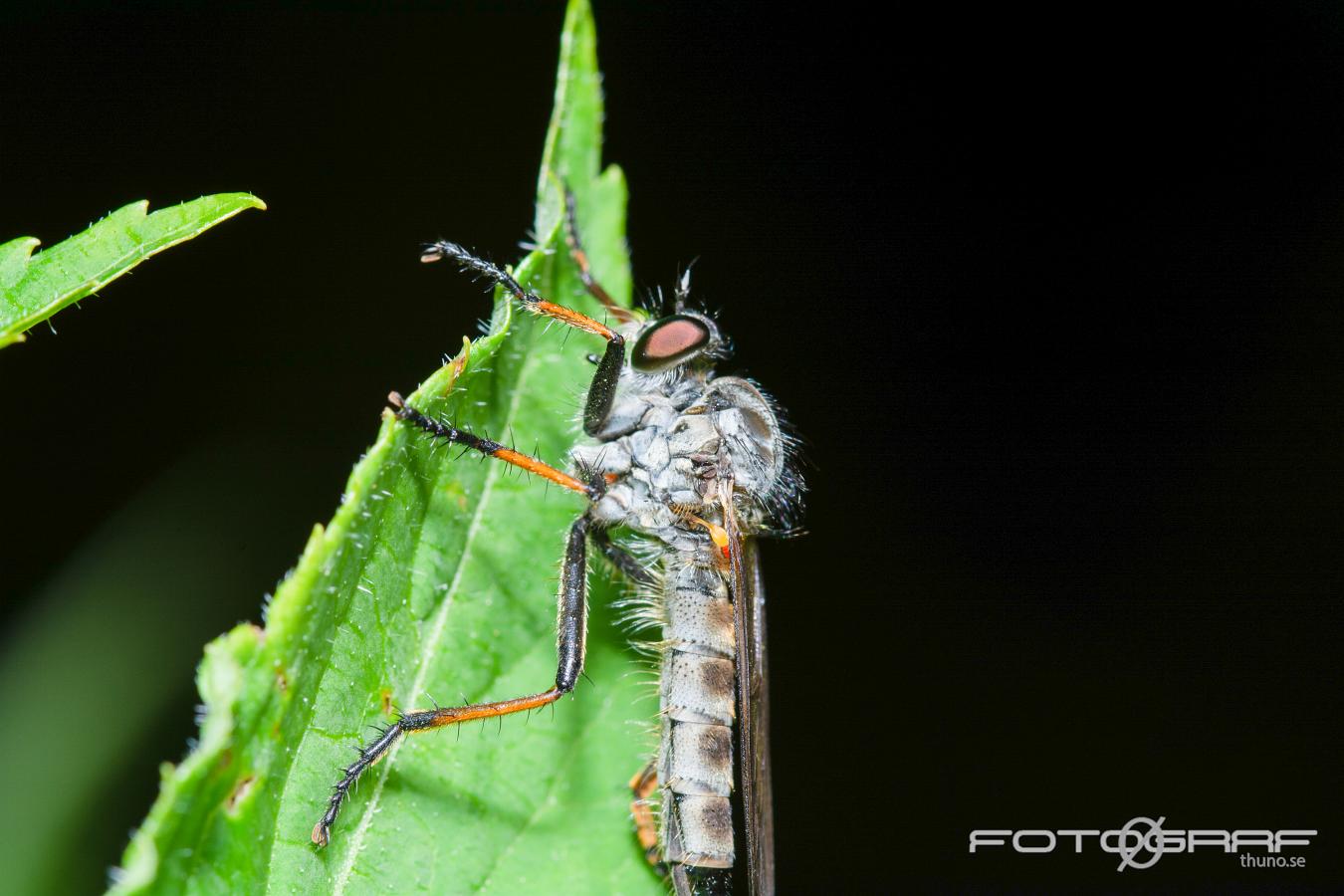 Robberyfly (Rovfluga) Asilidae