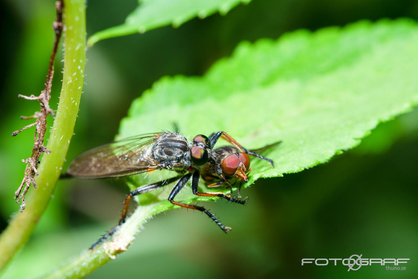 Robberyfly (Rovfluga) Asilidae