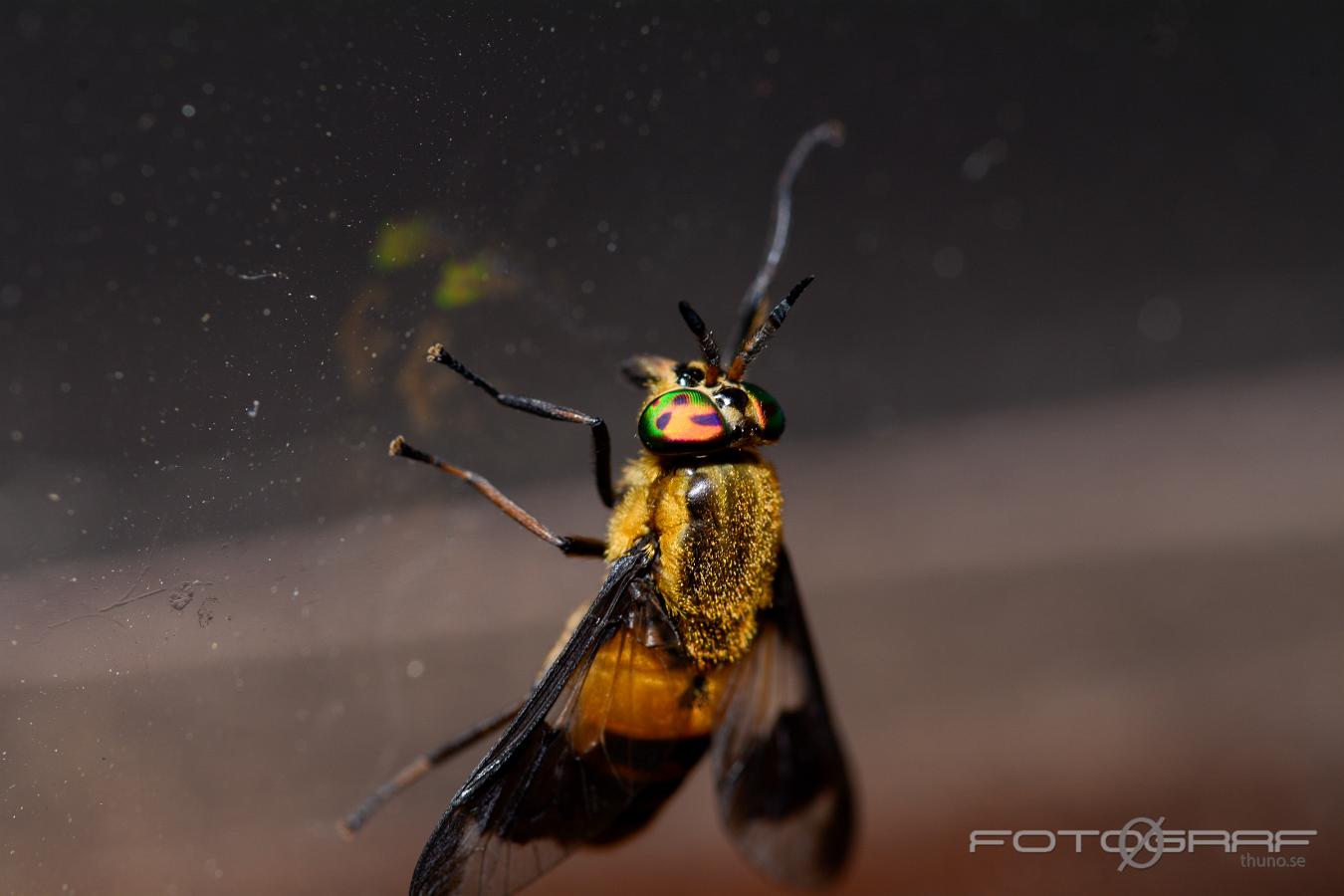 Splayed deer fly (Blindbroms) Chrysops caecutiens