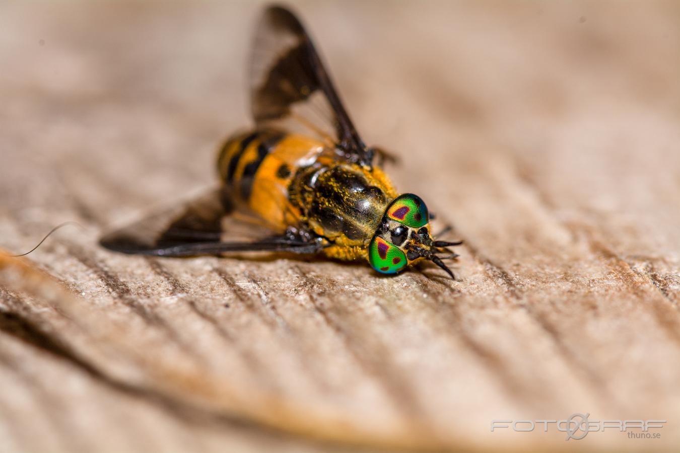 Splayed deer fly (Blindbroms) Chrysops caecutiens