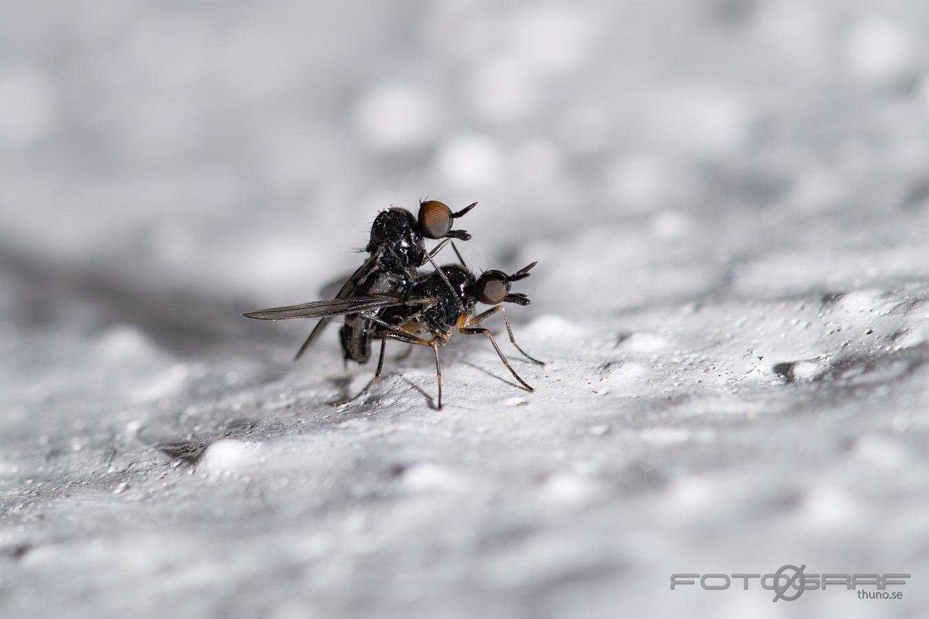 Dance with me Possible Brachystomatidae, Heleodromia sp