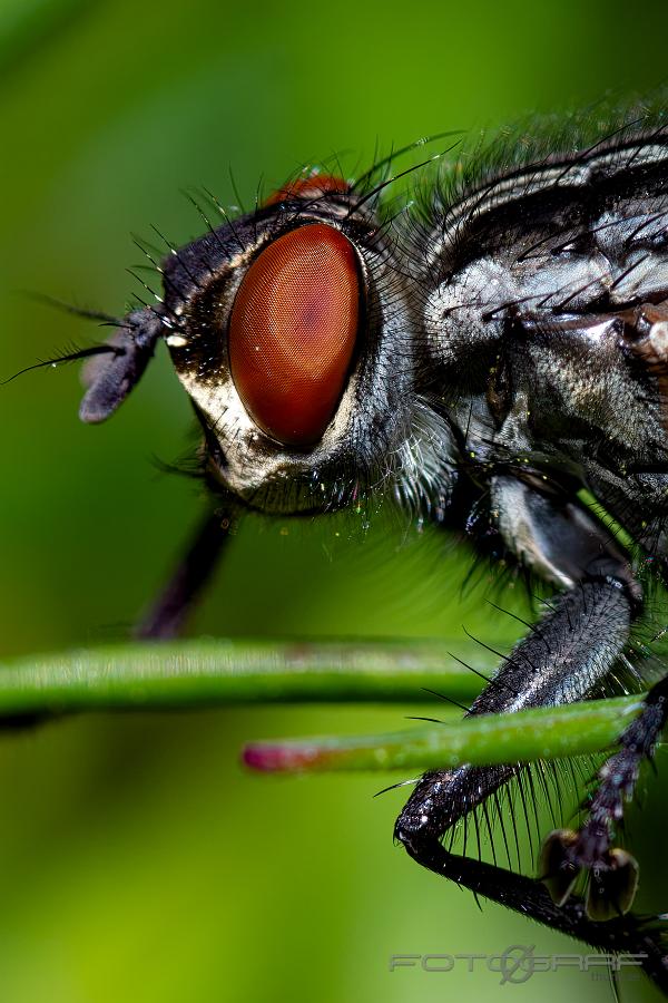 Flesh-fly (Köttfluga) Sarcophaga