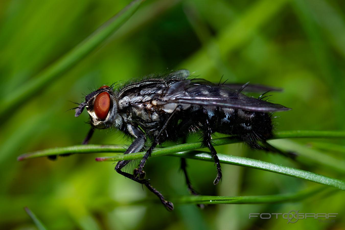 Flesh-fly (Köttfluga) Sarcophaga