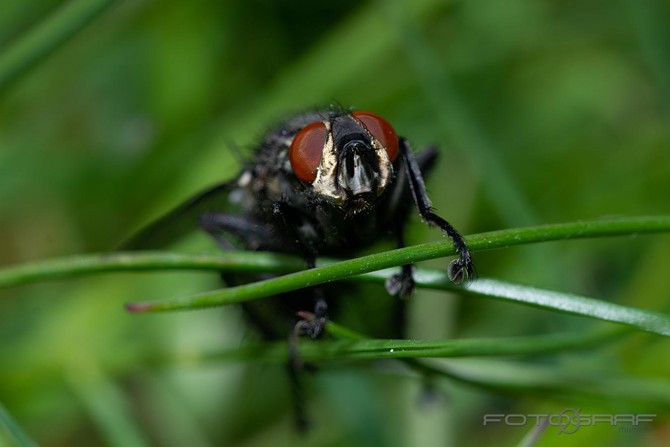 Flesh-fly (Köttfluga) Sarcophaga