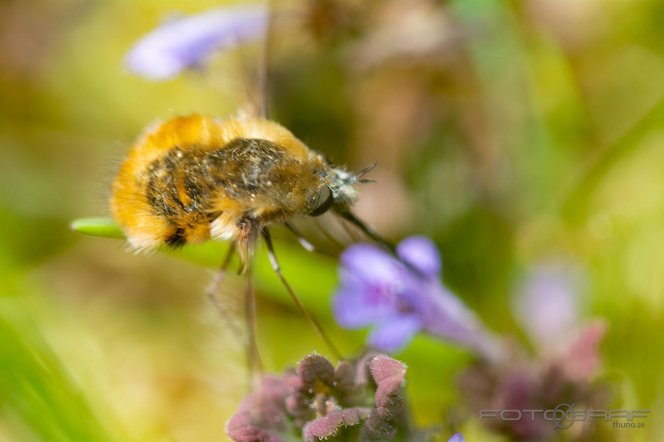 Bee Fly (Stor Svävfluga) Bombylius major