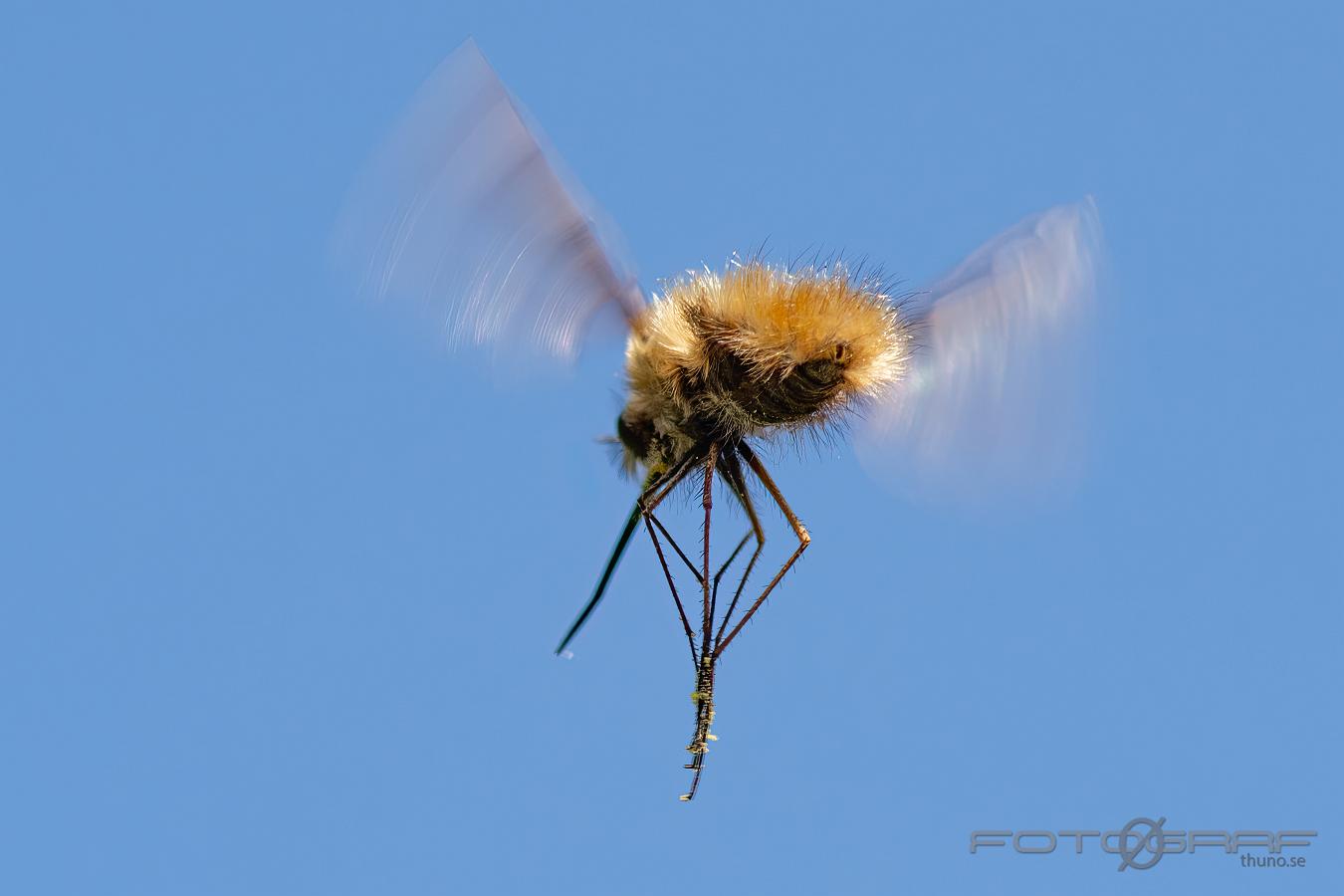 Bee Fly (Stor Svävfluga) Bombylius major