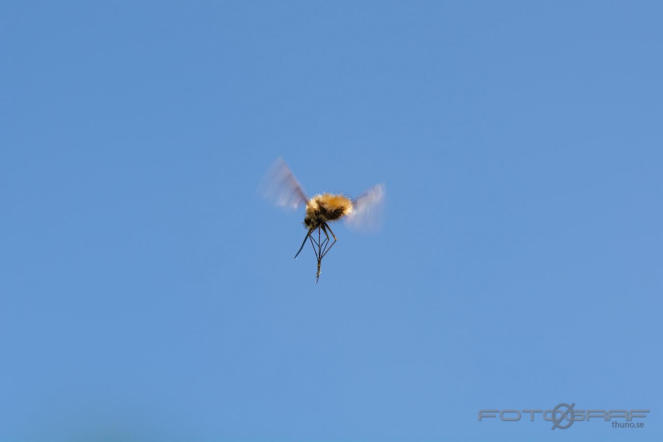 Bee Fly (Stor Svävfluga) Bombylius major