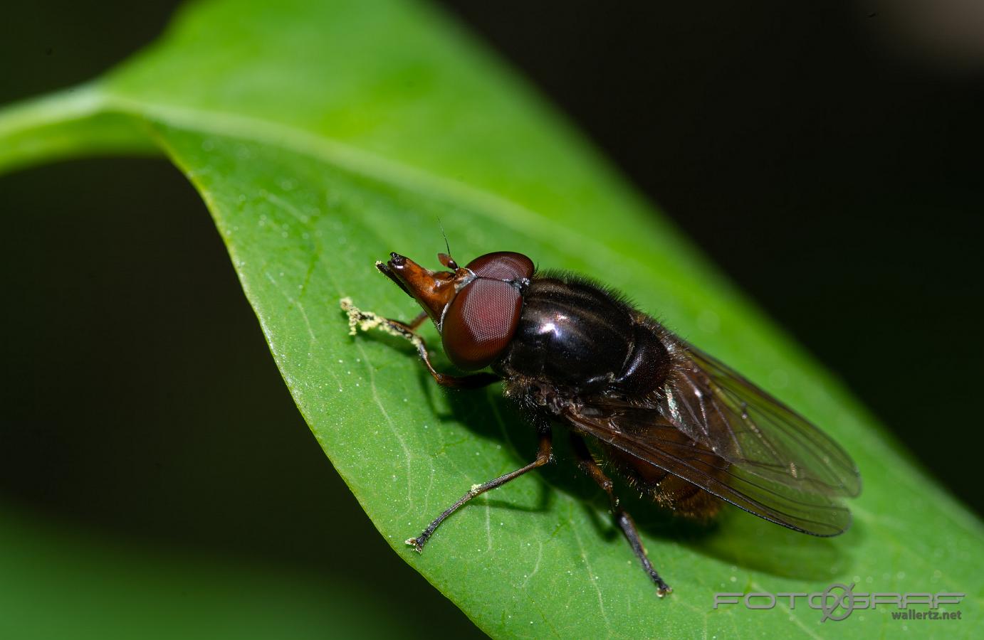 Common Snout (Ängsnäbbfluga) Rhingia campestris