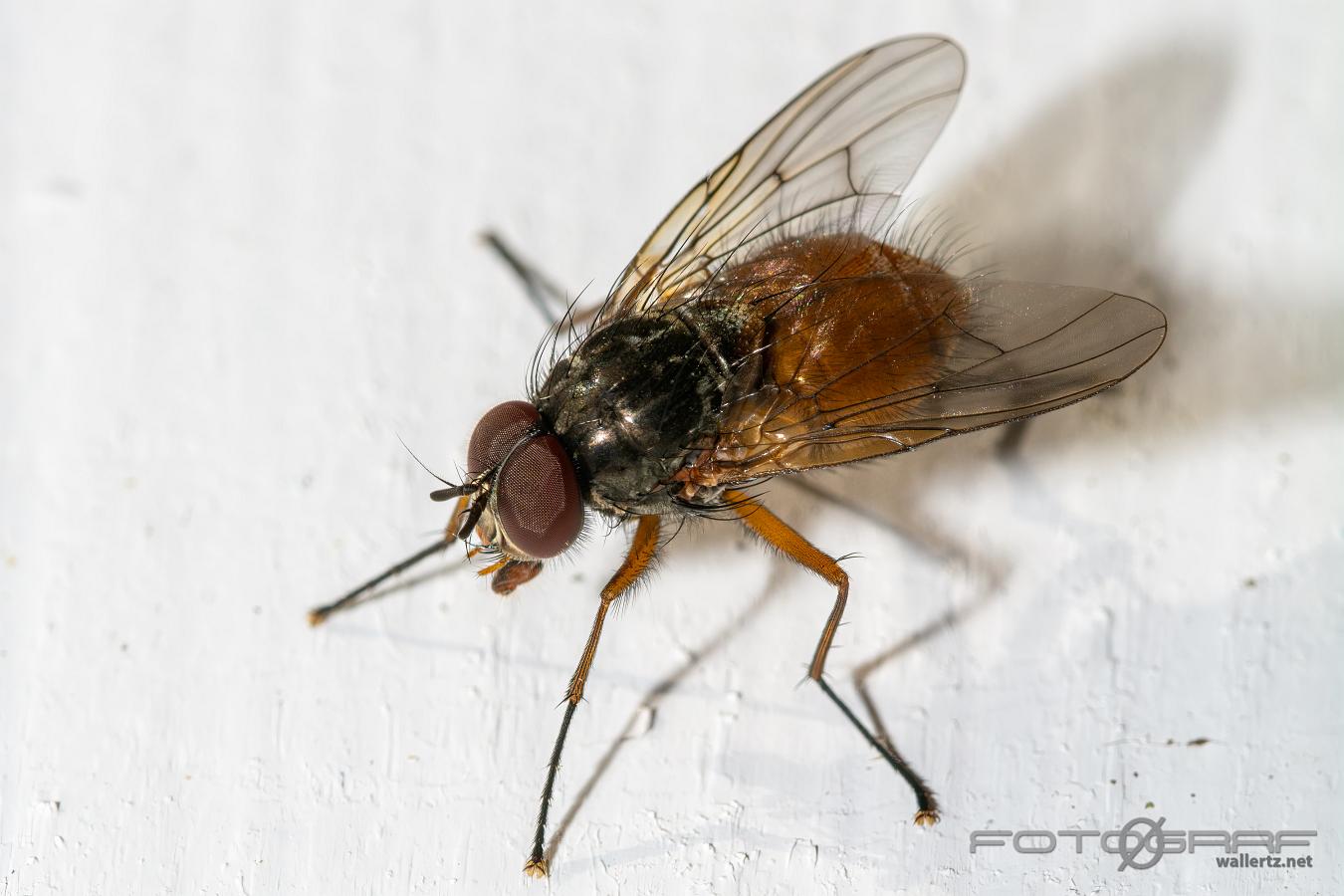 Common orange fly (Husfluga) Phaonia subventa