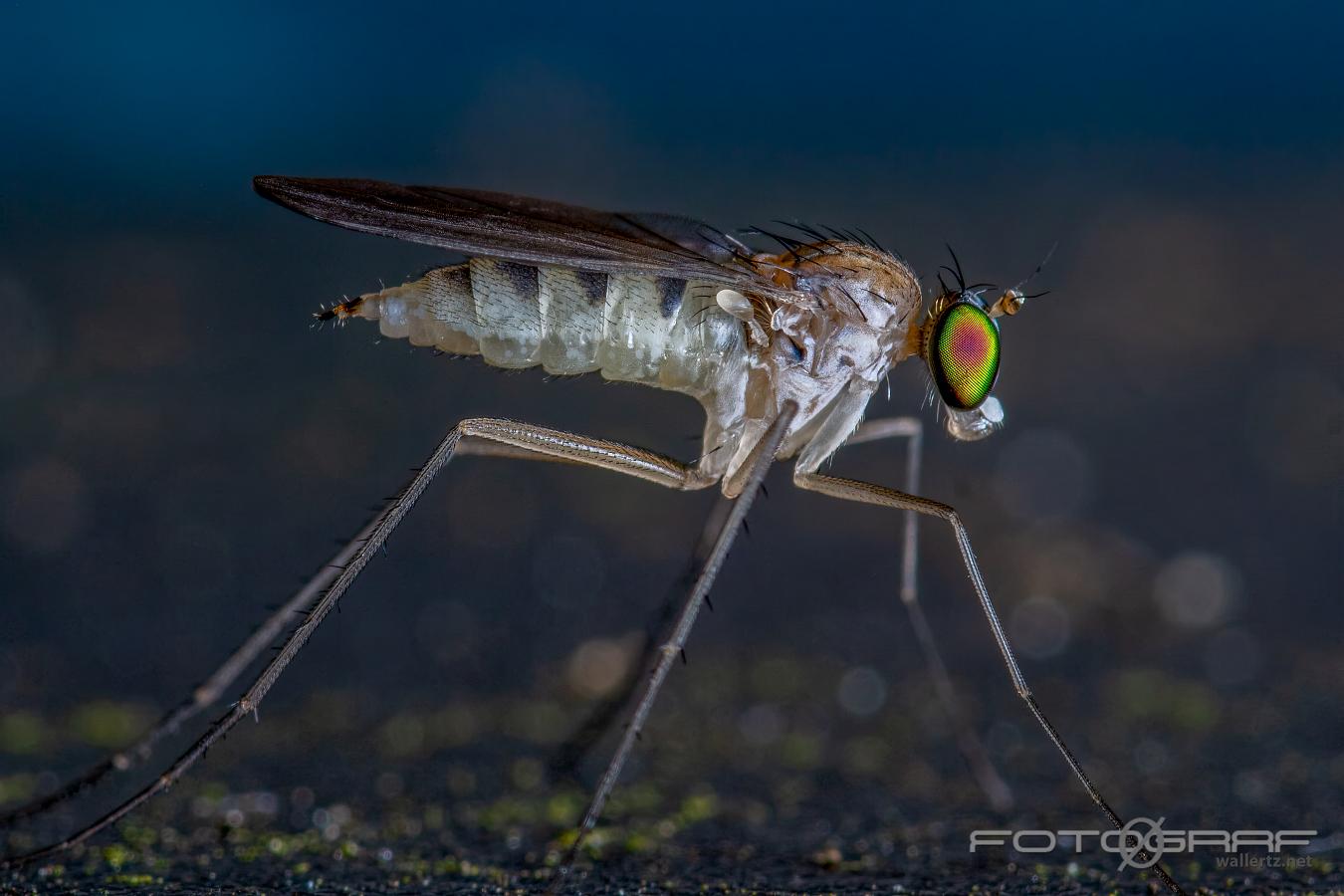 Long-legged flies (Styltfluga) Dolichopodidae