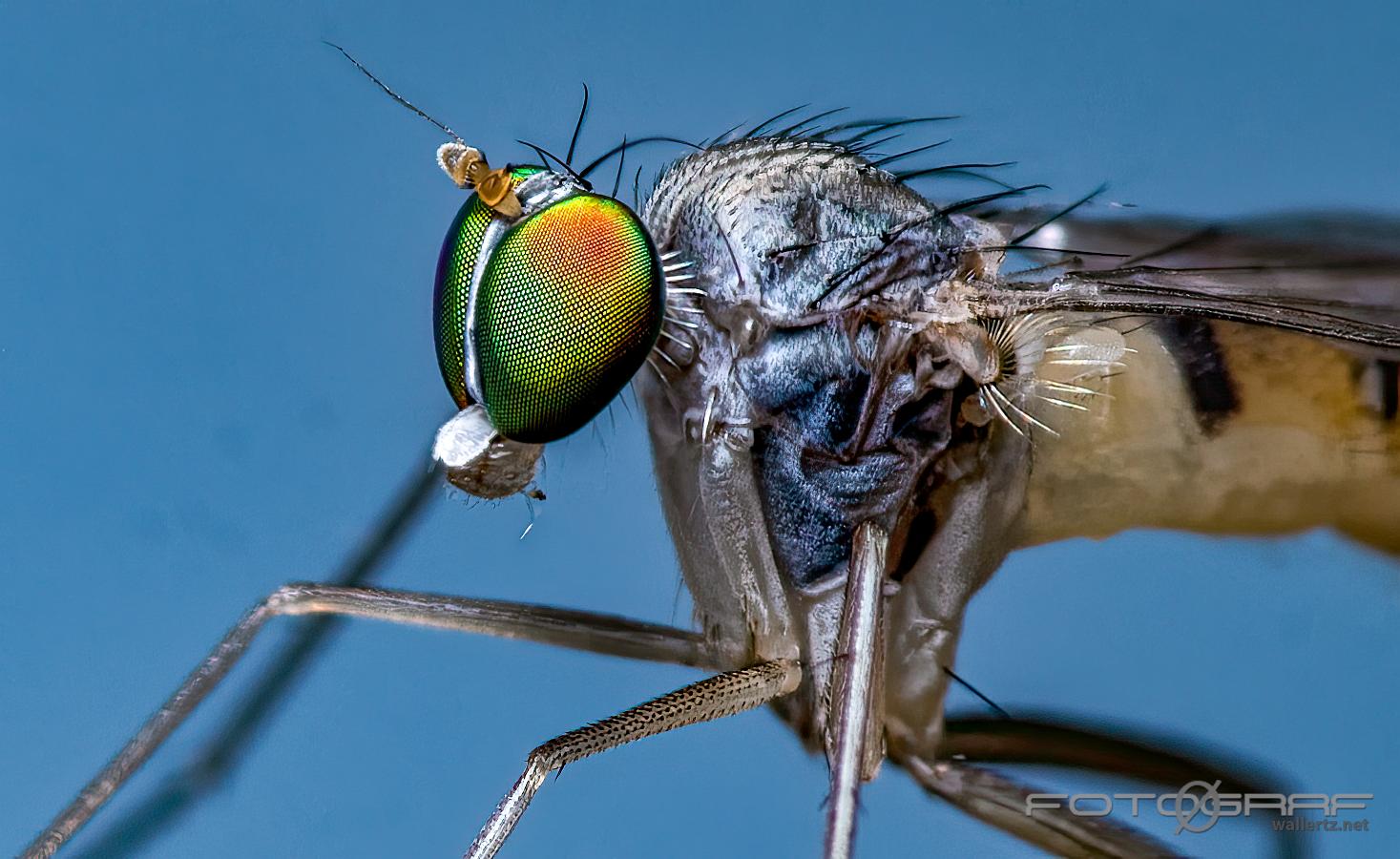 Long-legged flies (Styltfluga) Dolichopodidae