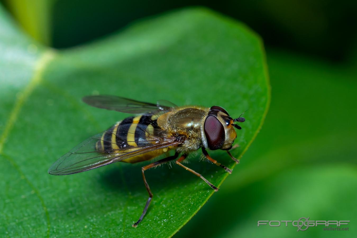 Common Banded Hoverfly (Gul solblomfluga) Syrphus ribesii