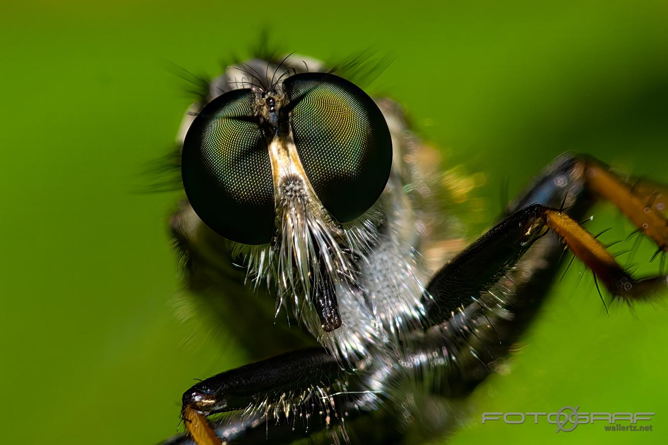 Robber Fly (Rovfluga) Neoitamus