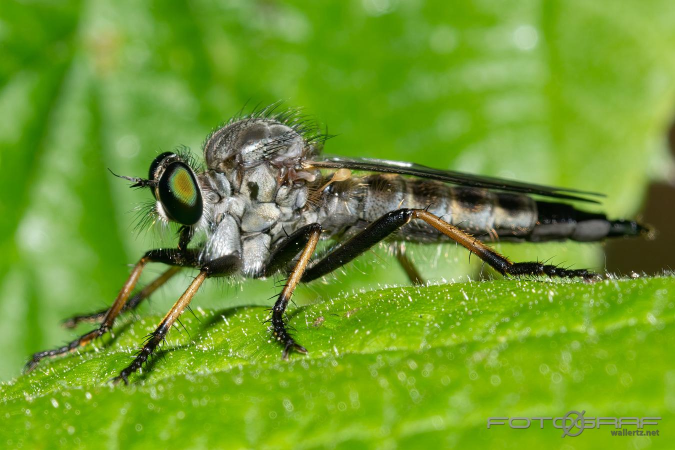 Robber Fly (Rovfluga) Neoitamus