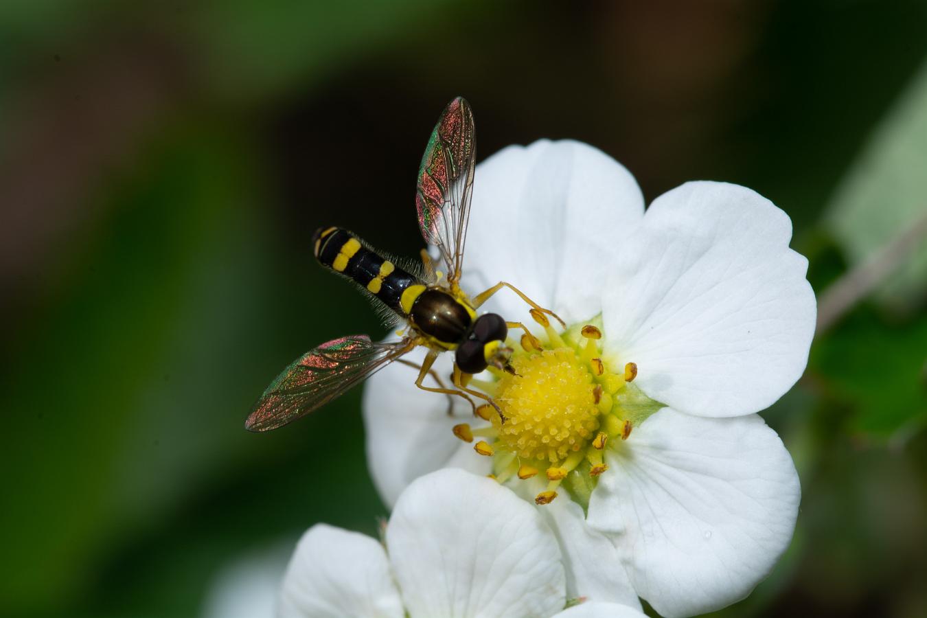 Long hoverfly (Sländfluga) Sphaerophoria