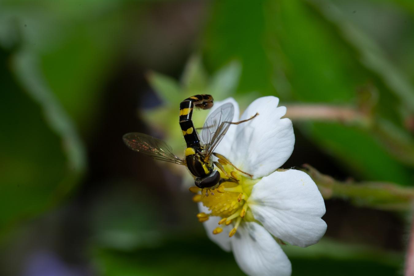 Long hoverfly (Sländfluga) Sphaerophoria scripta