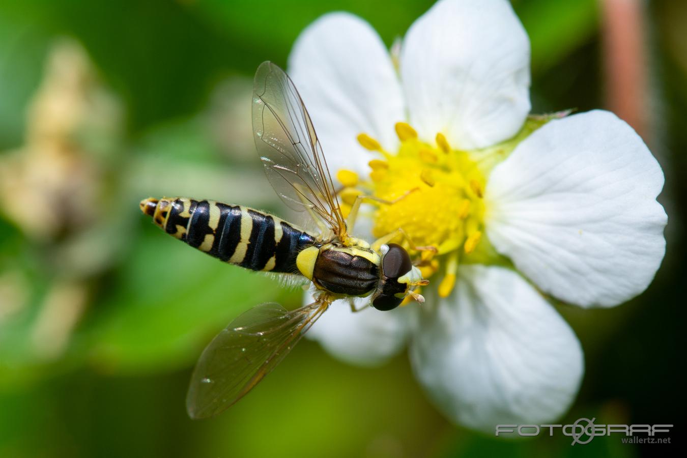 Long hoverfly (Sländfluga) Sphaerophoria scripta