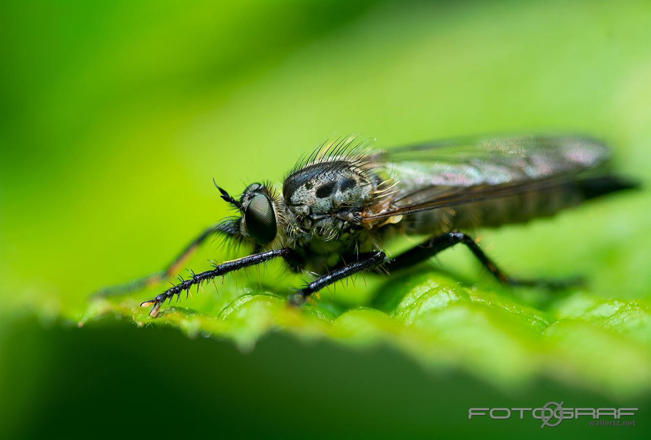 Robber Fly (Rovfluga) Neoitamus