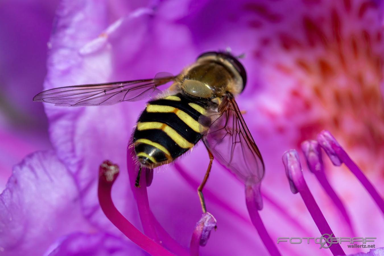 Hairy-eyed Flower Fly (Hårig solblomfluga) Female Syrphus torvus