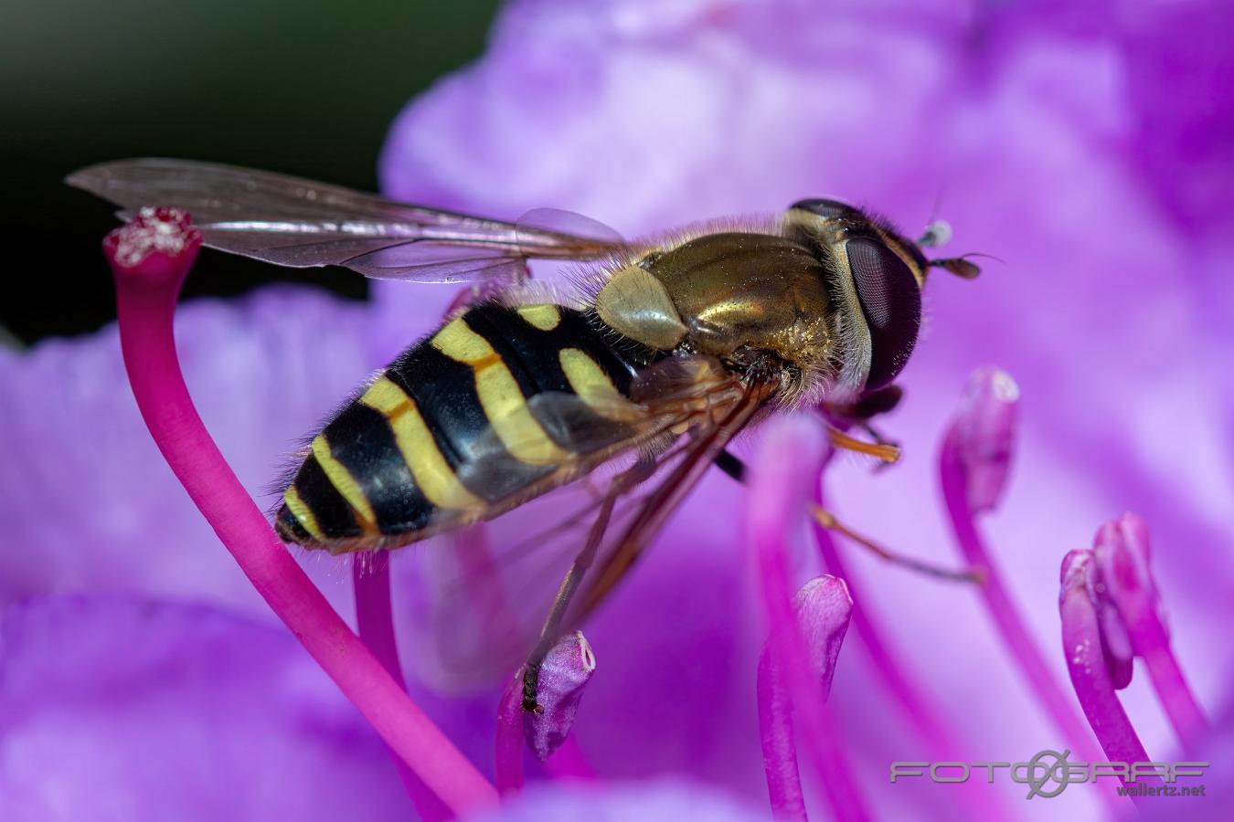 Hairy-eyed Flower Fly (Hårig solblomfluga) Female Syrphus torvus