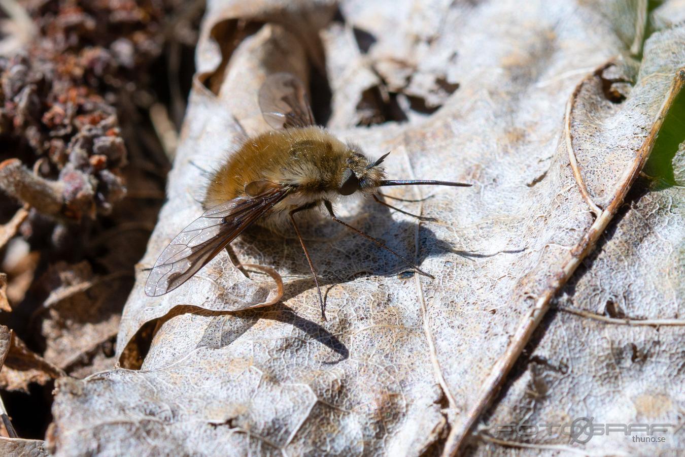 Bee Fly (Svävfluga) Bombylius