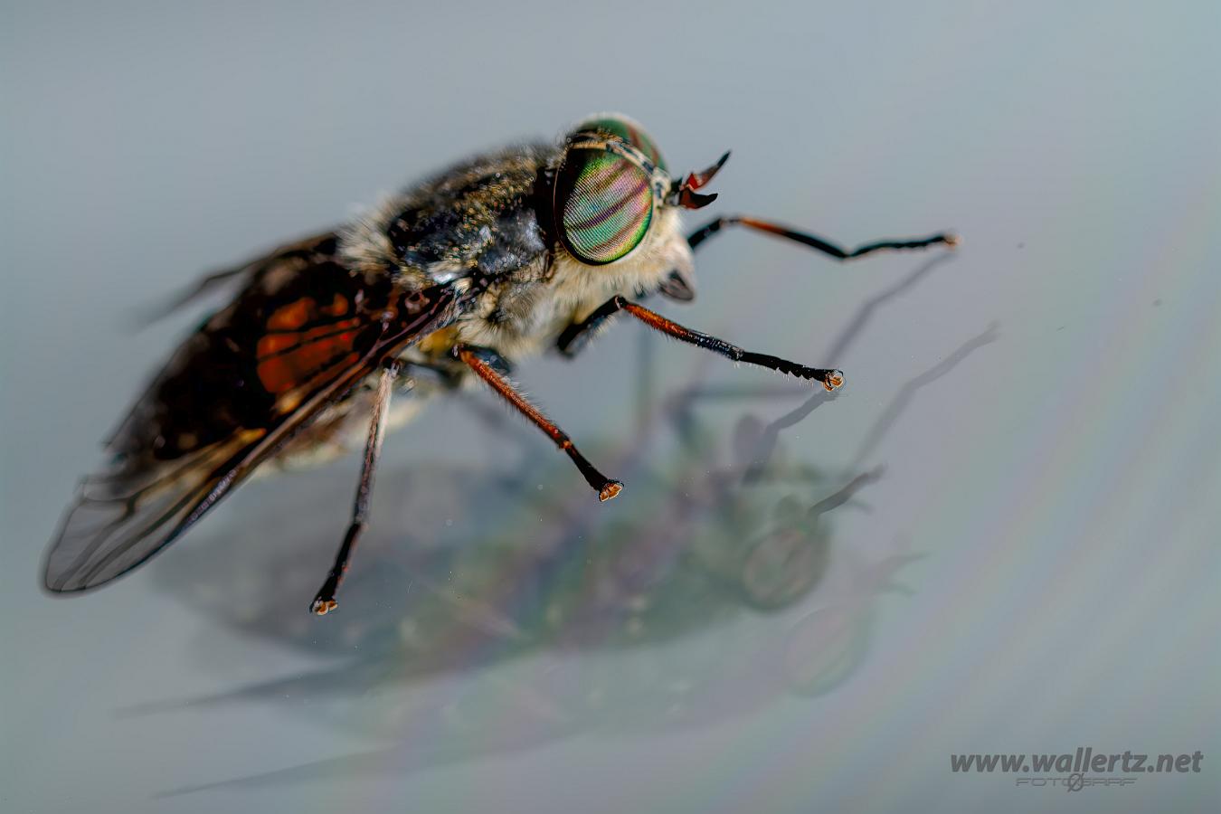 Horsefly (Broms) Hybomitra