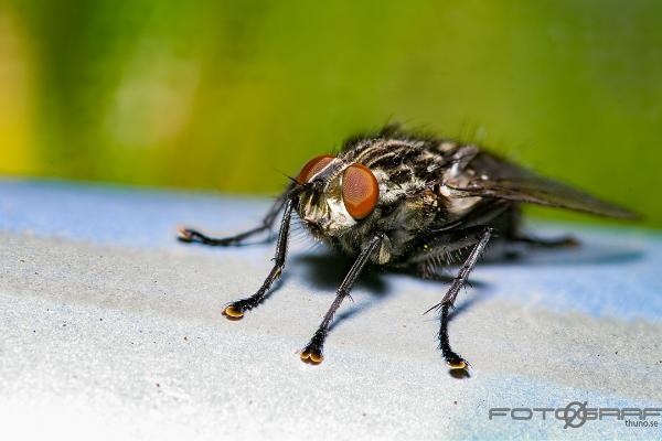 Flesh-fly (Köttfluga)