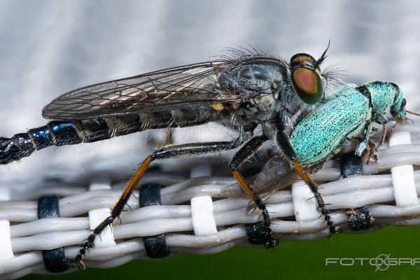 Robberyfly and Silver-green leaf weevil (Rovfluga och Silverlövvivel)