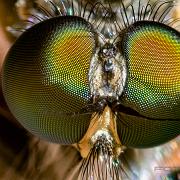 Robber Fly (Rovfluga)