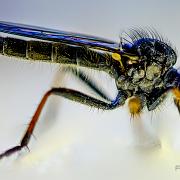 Robberyfly (Rovfluga)