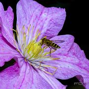 Marmalade Hoverfly ( Flyttblomfluga)