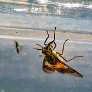 Splayed deer fly (Blindbroms)