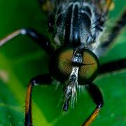 Robber fly (Rovfluga)