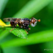 Spot-winged Spring Beegrabber