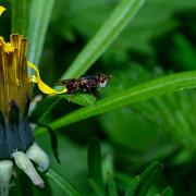 Spot-winged Spring Beegrabber)