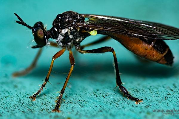 Slender robber fly (Rovfluga)