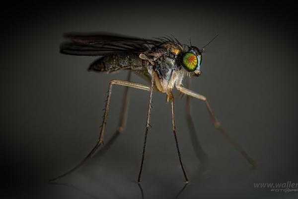 Long-legged flies (Styltfluga)