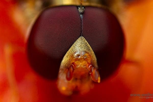 Flower Fly eyes (Blomfluga ögon)